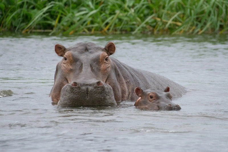 Spot Hippo: Where Intimacy Meets Purpose