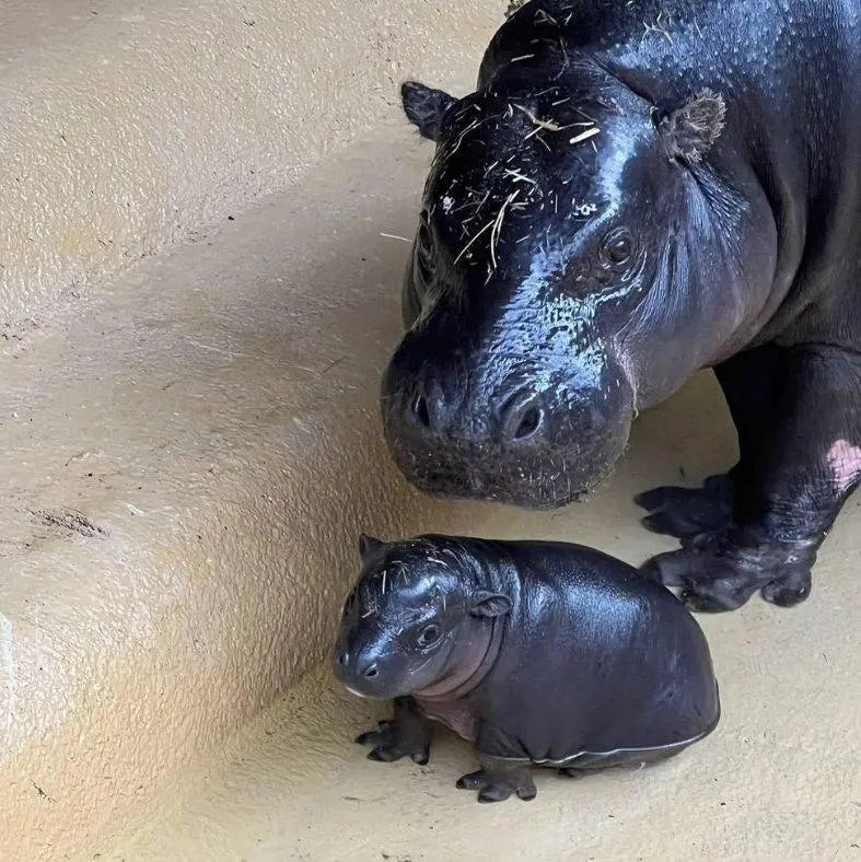 Wildlife and Wellness: How Spot Hippo Nurtures the Senses - spothippo